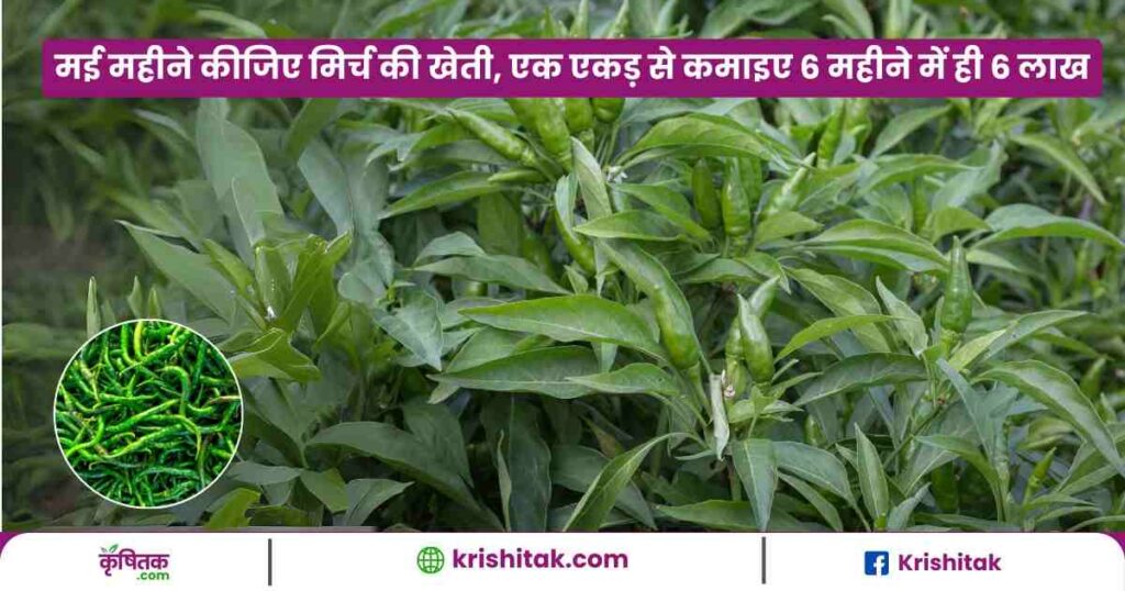 May Me Mirch Ki Kheti