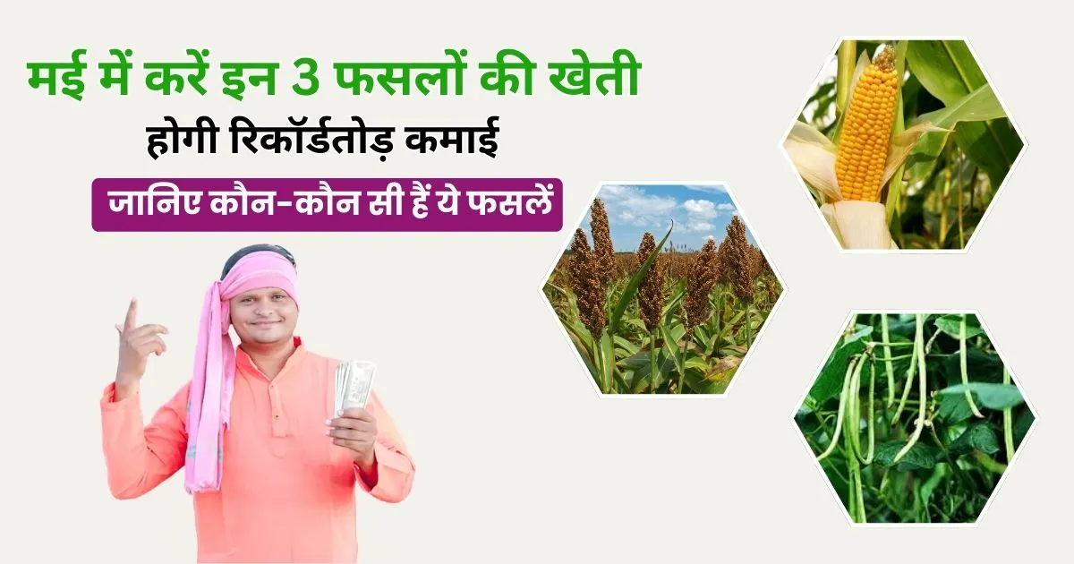 मई में लोबिया, मक्का, और ज्वार की बुआई की पूरी जानकारी