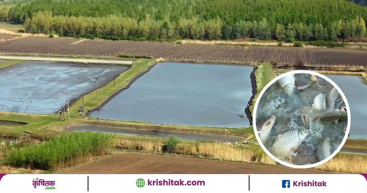 Fish Farming Tips in Summer