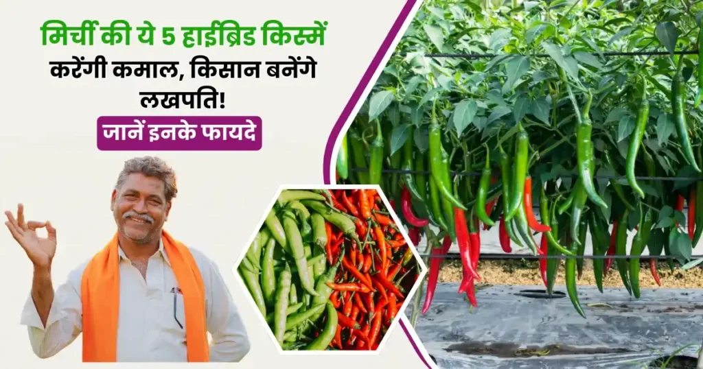 Top 5 Hybrid Chilli Varieties of 2025