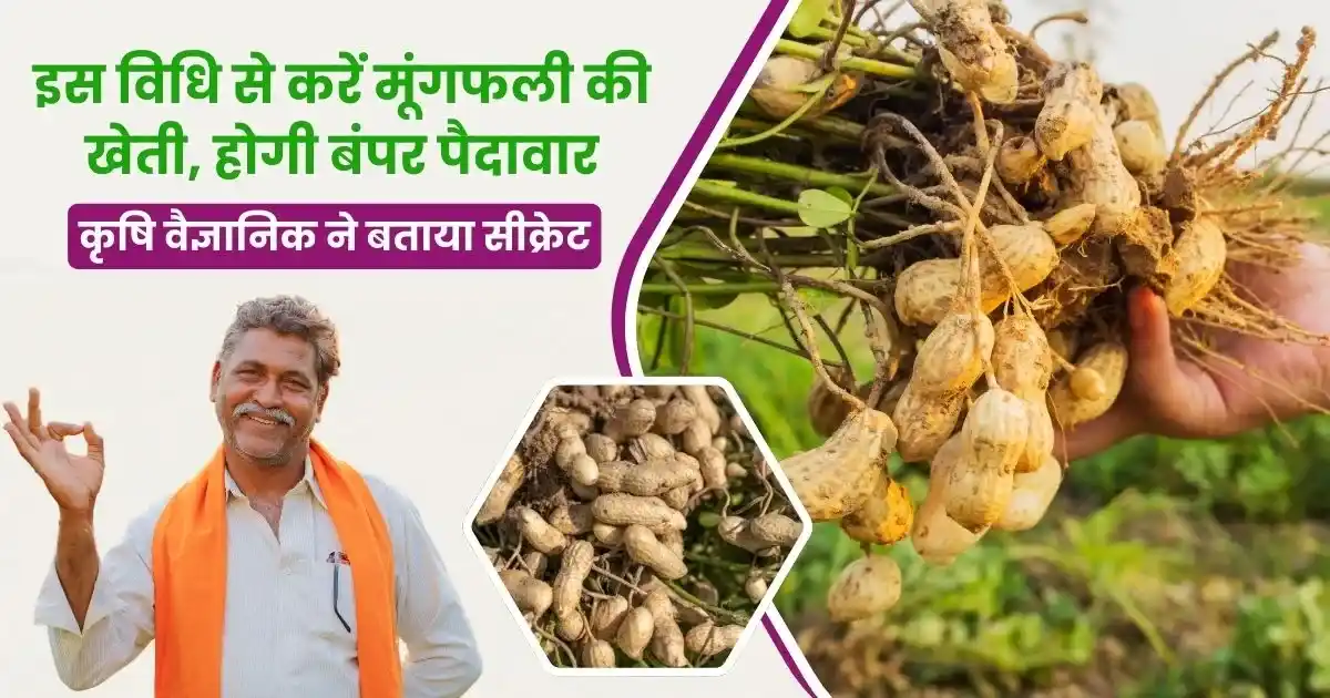Peanut Crop Tips