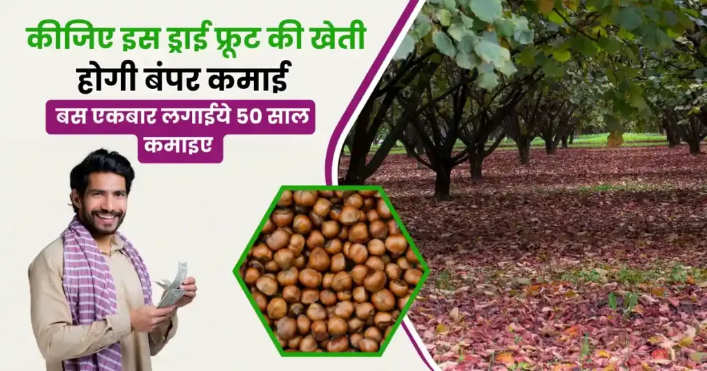Hazelnut Farming