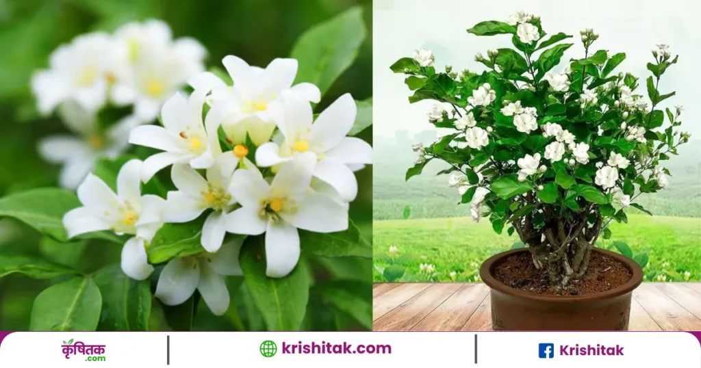 Mogra Plant Tips