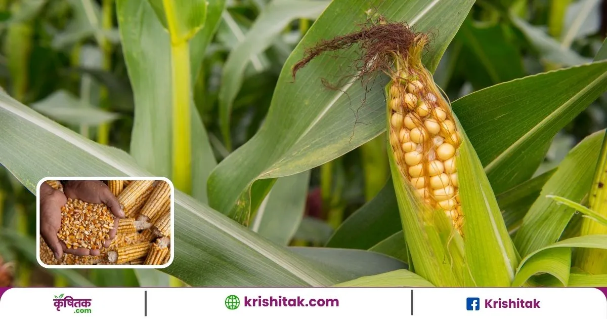 Mirzapur Millets Processing Centre