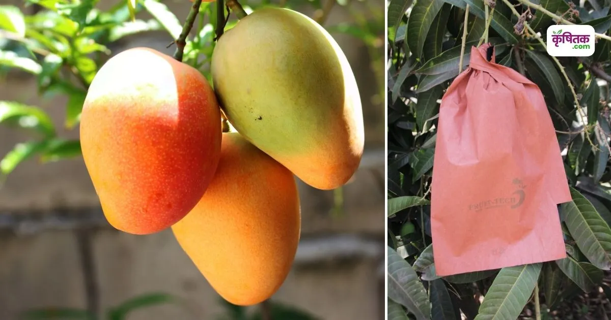 Subsidy on Mangoes Bagging in Up