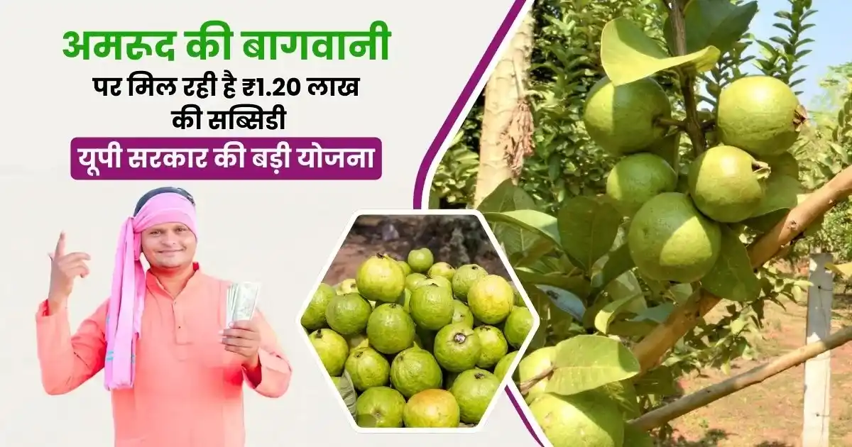 UP government is giving subsidy of ₹ 1.20 lakh for guava gardening