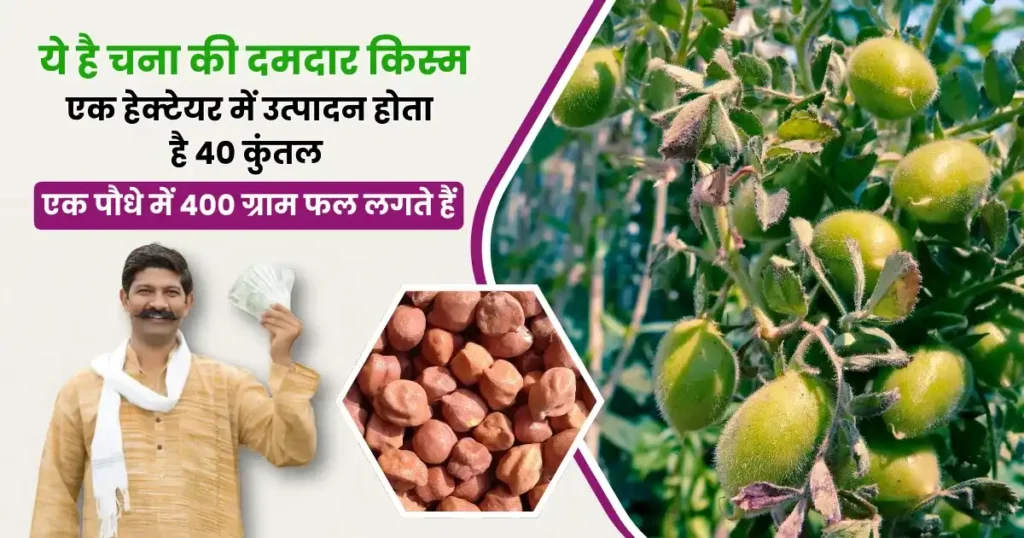 Gram Cultivation