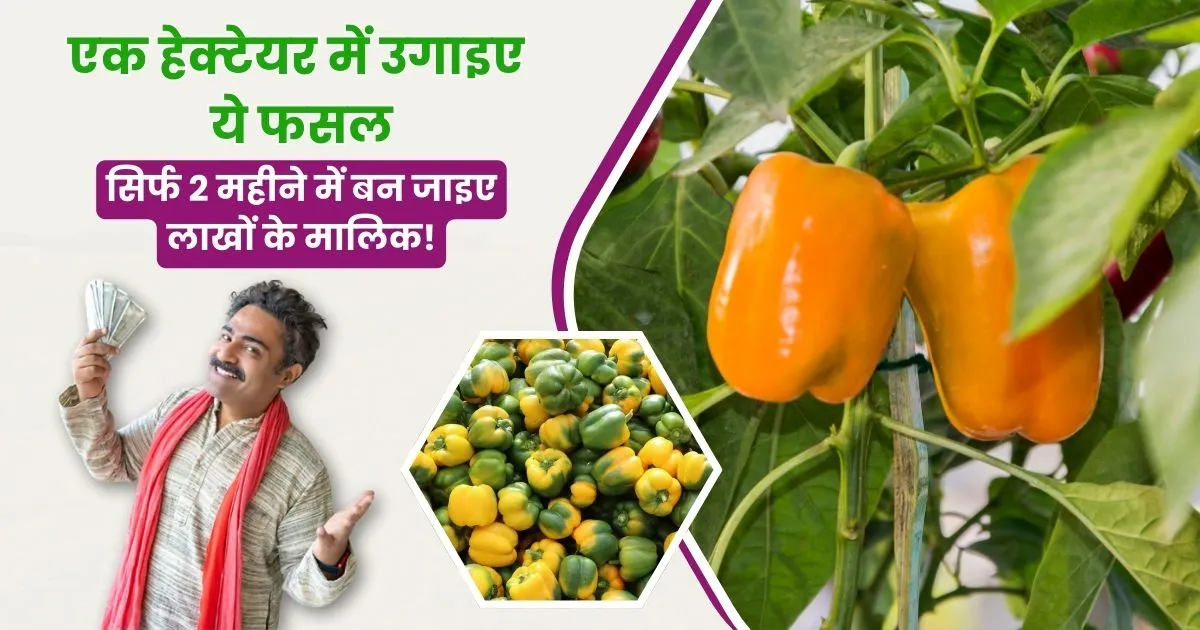 Yellow Wonder Best Variety Capsicum Cultivation