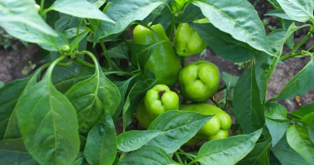 Colourful Capsicum Farming