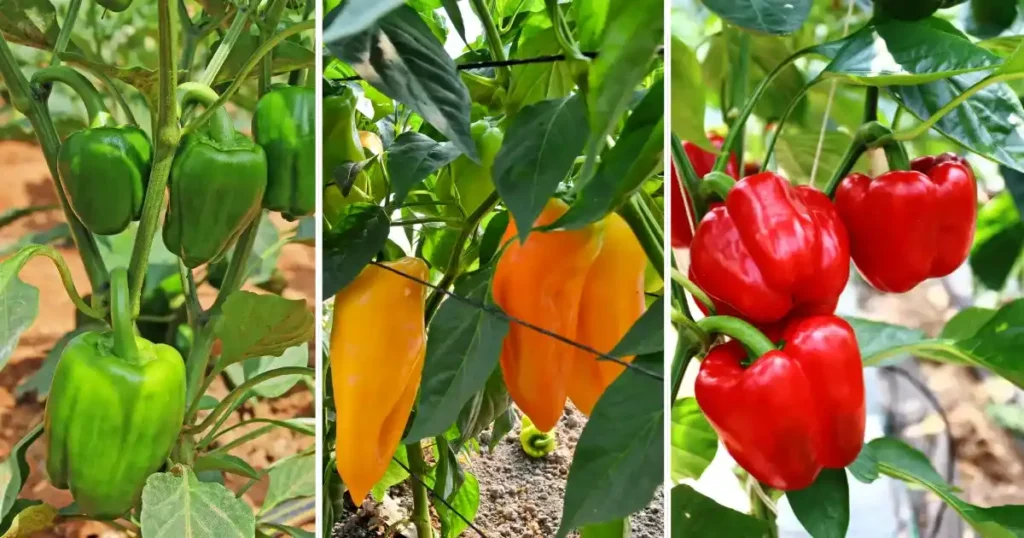 Colourful Capsicum Farming
