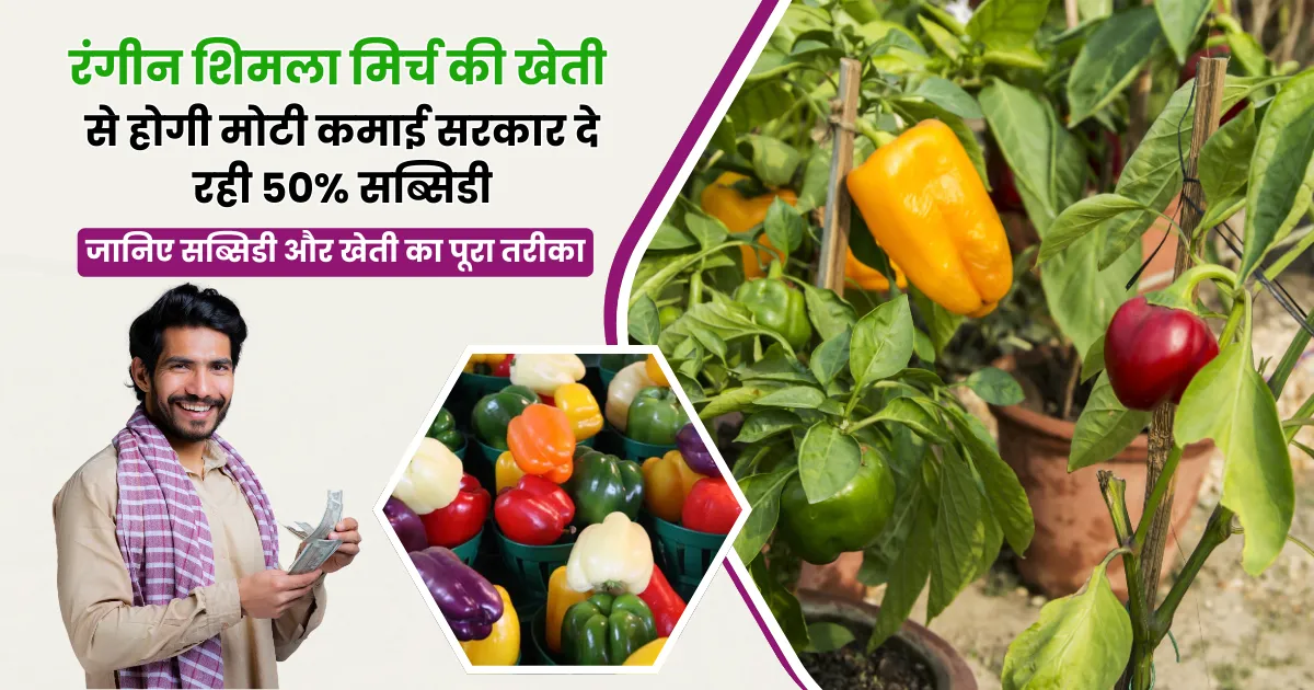 Colourful Capsicum Farming