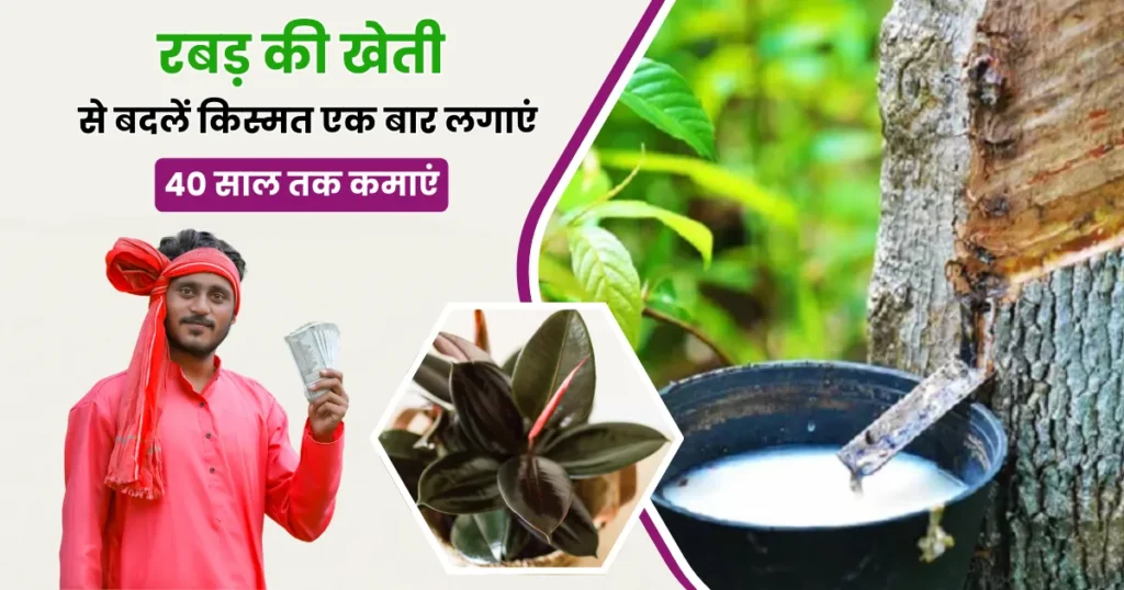 Rubber Ki Kheti Kaise karen
