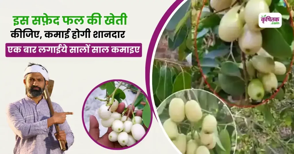 Safed Jamun Ki Kheti