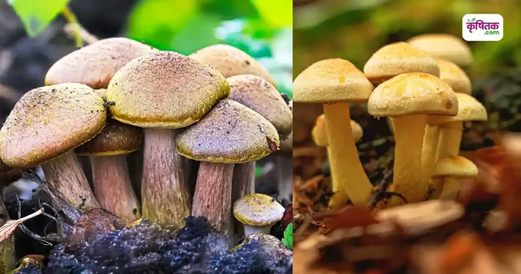 Mushroom Farming