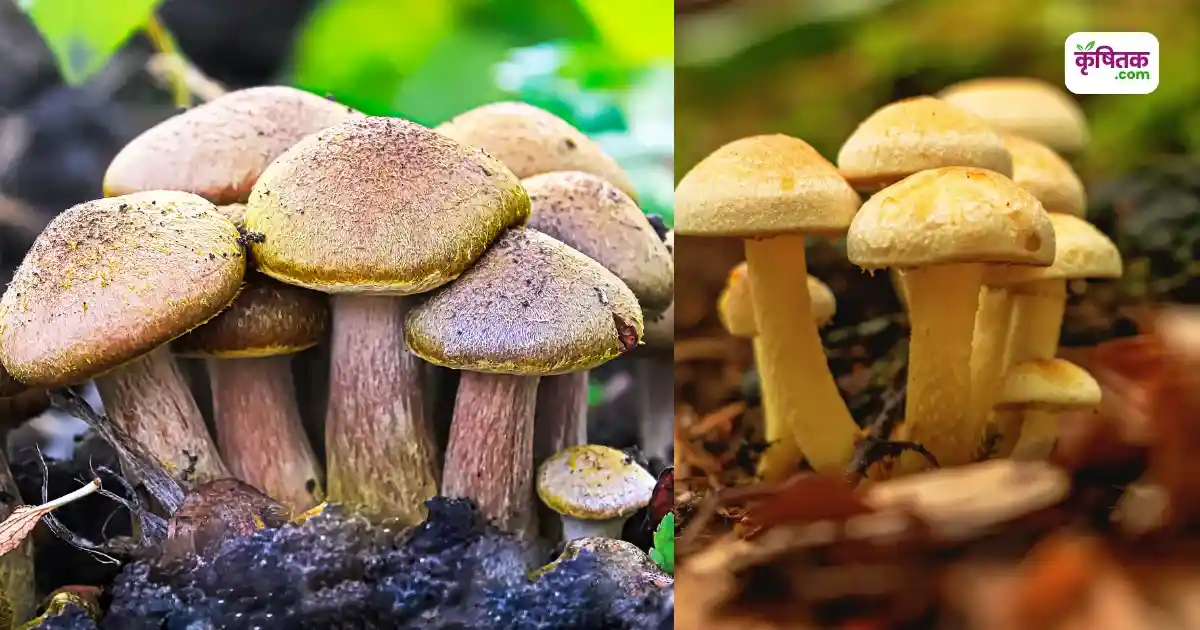 Mushroom Farming
