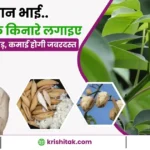 Semal Ki Kheti