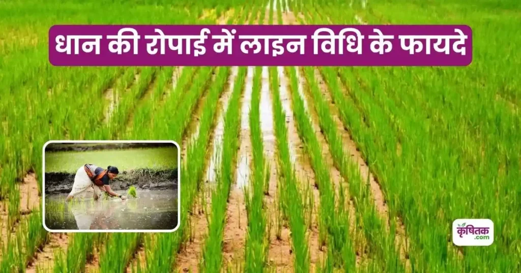 लाइन विधि से करें धान की खेती 25% ज़्यादा उपज, मेहनत भी होगी कम