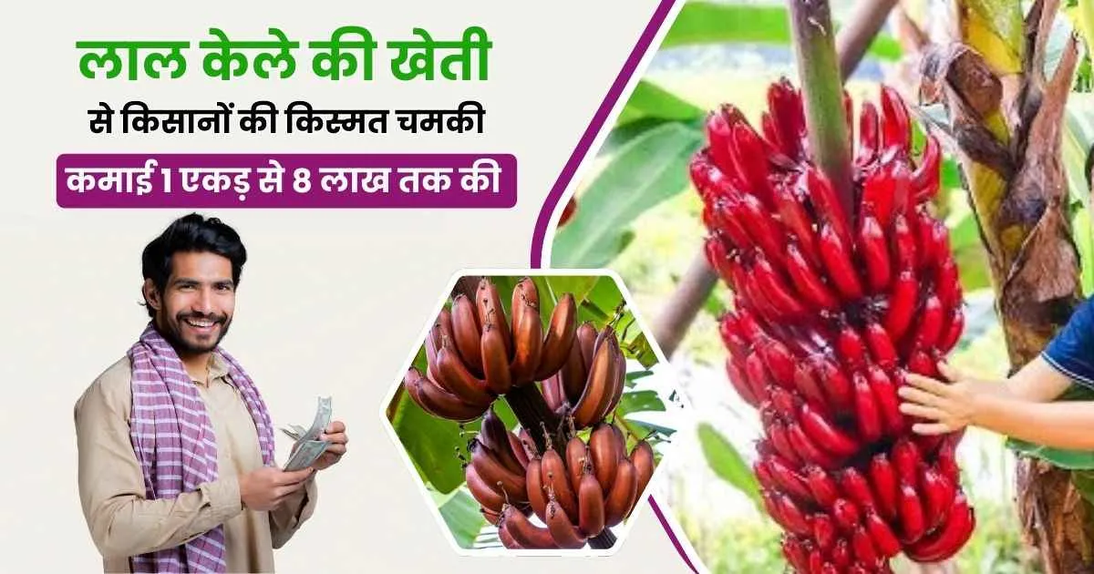 Lal Kela ki Kheti Kaise Karen