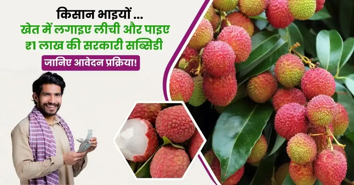 Litchi Farming Subsidy