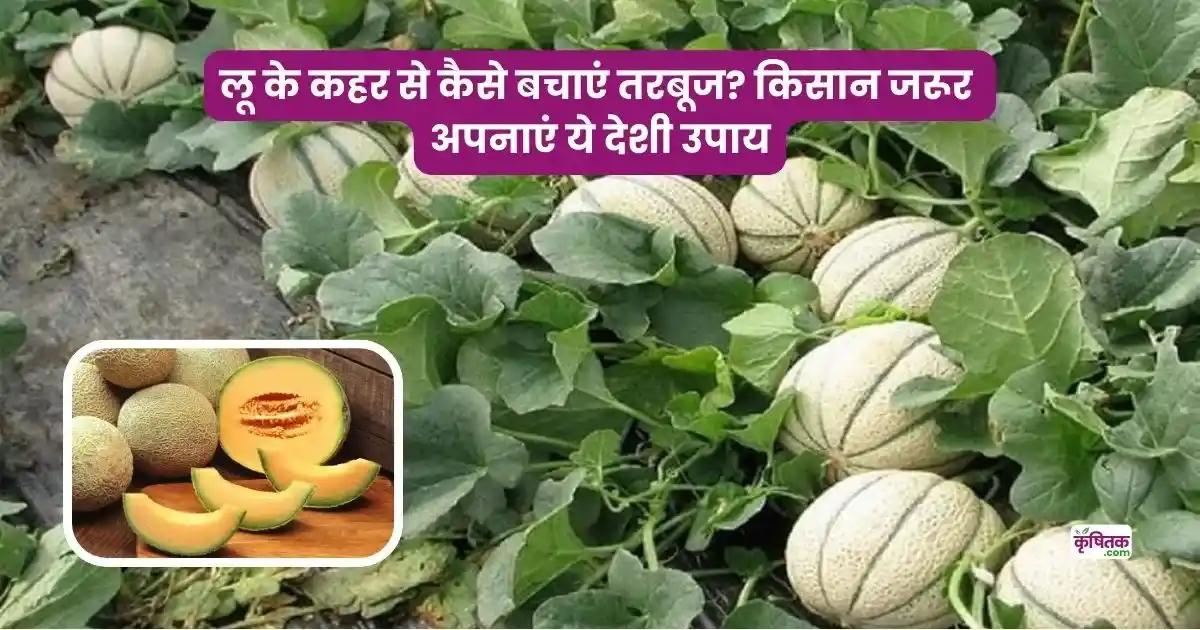 Tarbooj ki Fasal ko loo se bachav ke upay