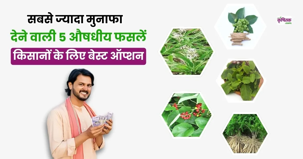 5 most profitable medicinal crops