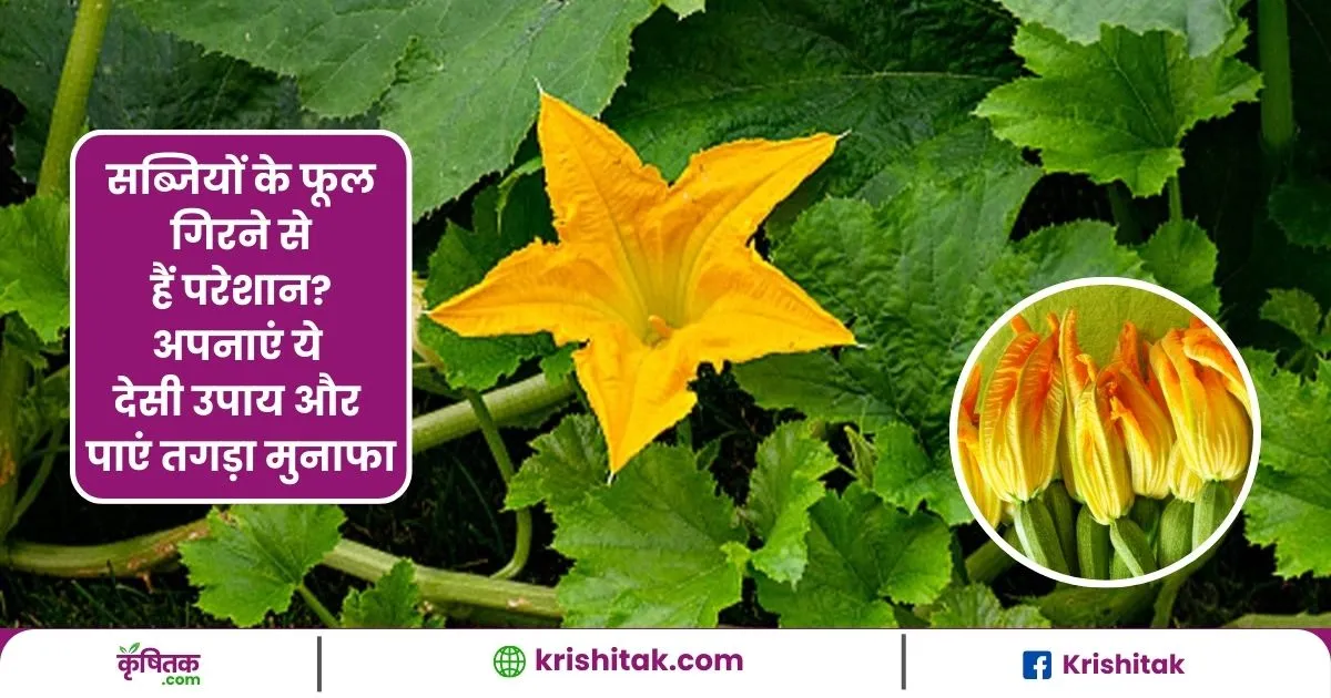 sabziyon-mein-phool-girne-ka-deshi-upay