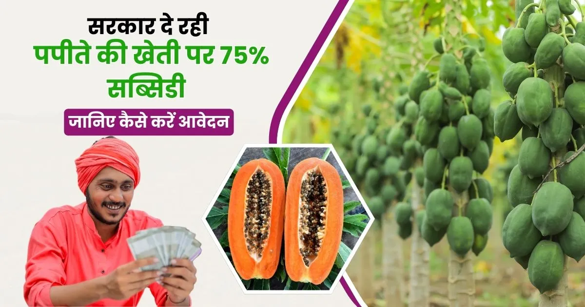 Papaya Farming Subsidy