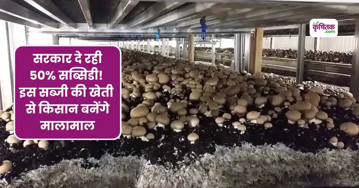 Government is giving 50% subsidy on mushroom cultivation