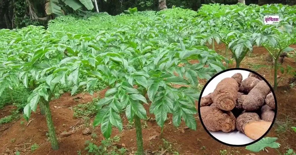 Yam Cultivation