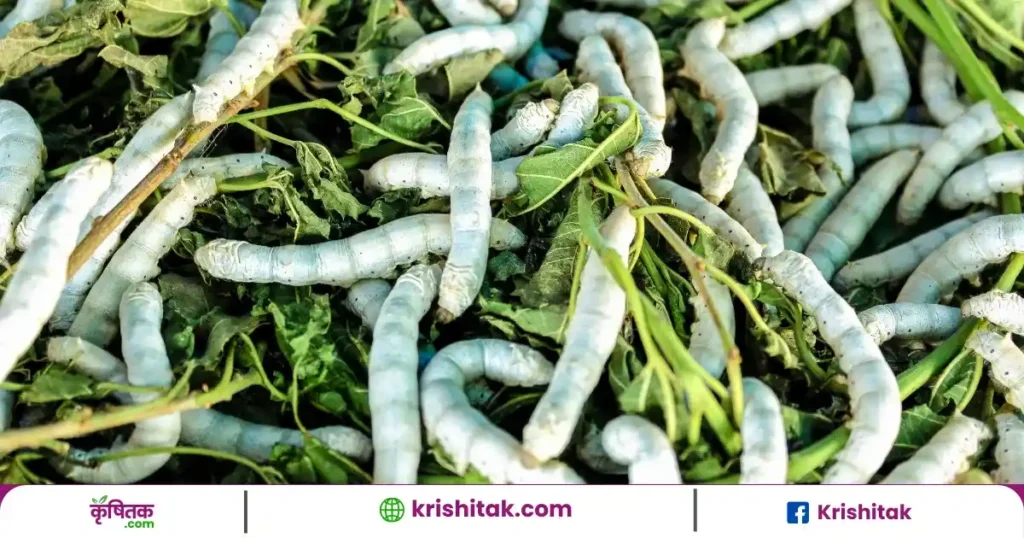 Silkworm Farming