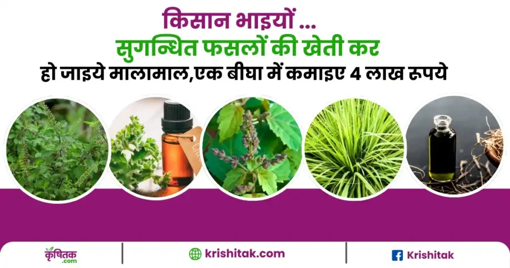 Aromatic crop farming