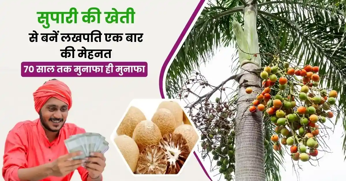 Supari Ki Kheti Kaise karen