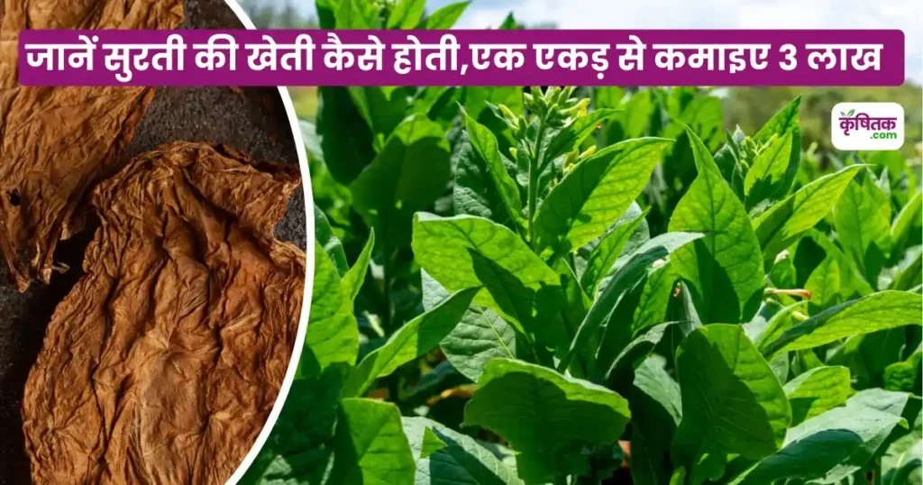 Surti Ki kheti