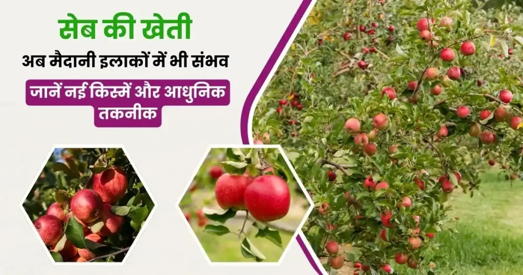 Seb ki kheti Maidani ilako Mein