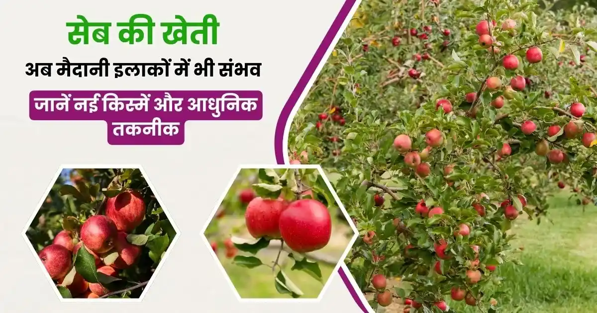 Seb ki kheti Maidani ilako Mein
