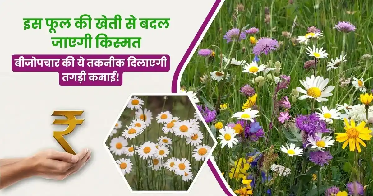 Sevanthi Flower Cultivation Tips in Hindi