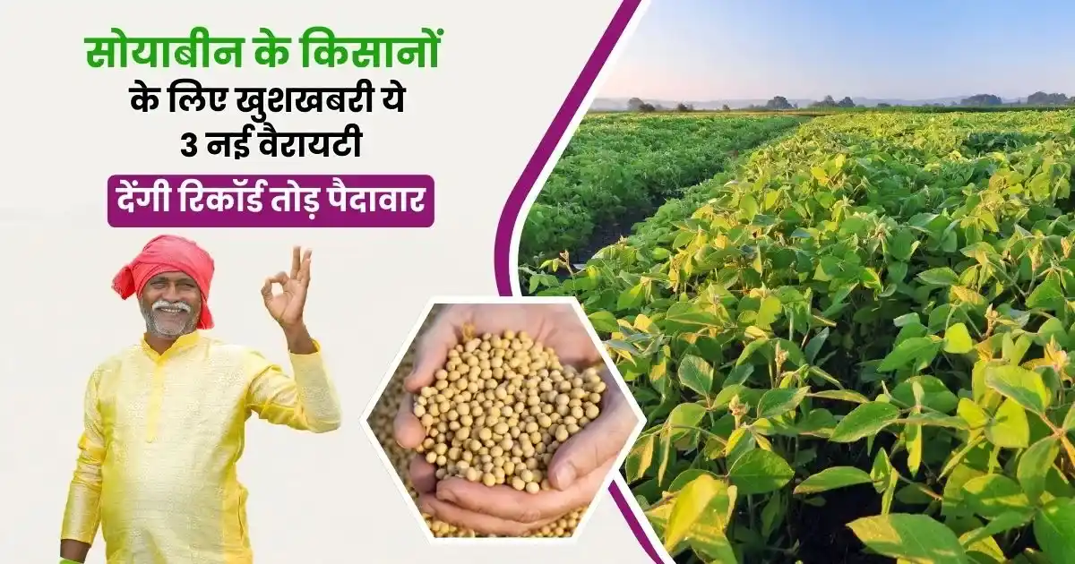 Top 3 New Varieties of Soyabean