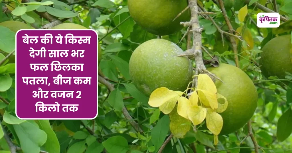बेल की ये किस्म देगी साल भर फल छिलका पतला, बीज कम और वजन 2 किलो तक
