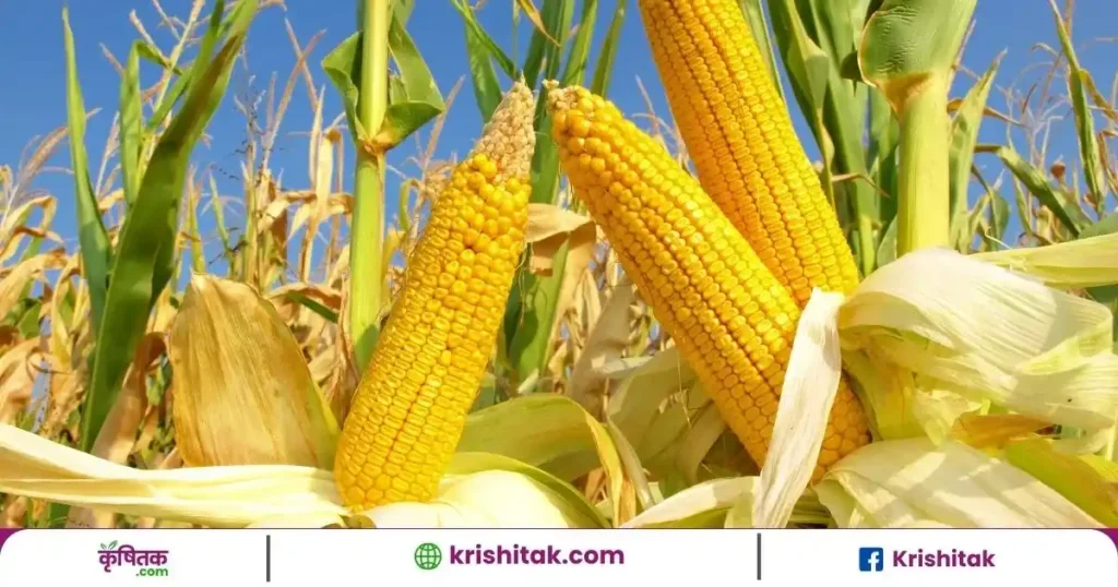 Sweet Baby Corn