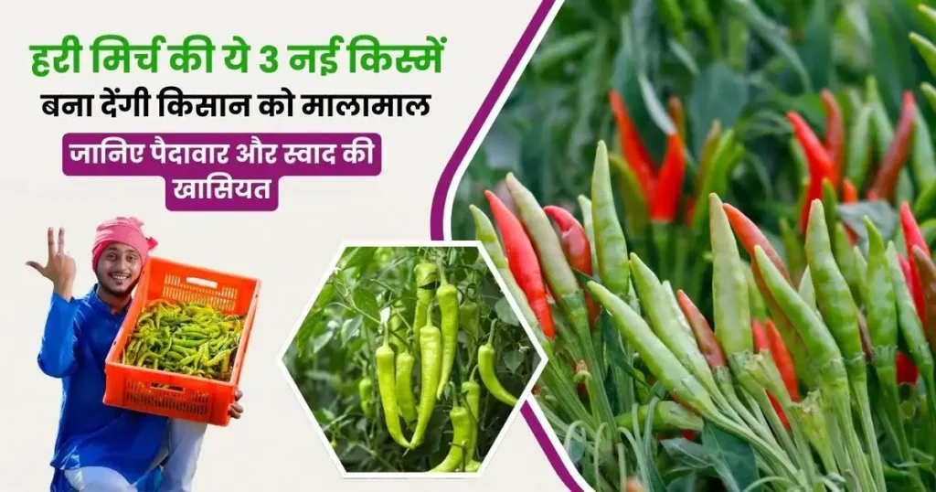 3 New Varieties of Green Chillies