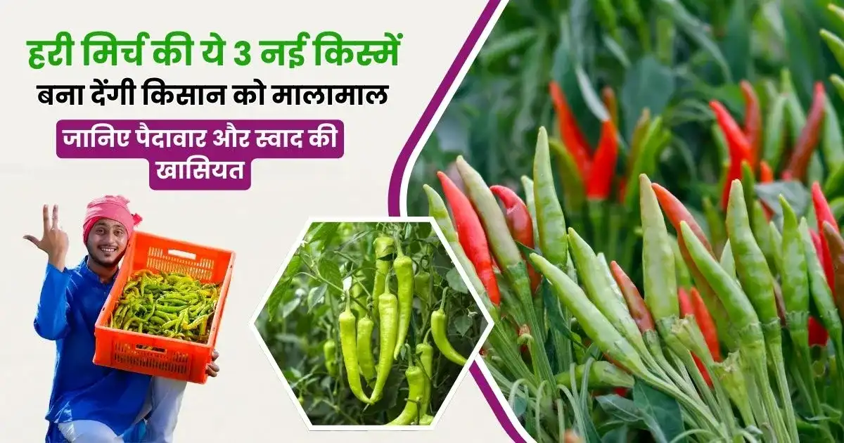 3 New Varieties of Green Chillies
