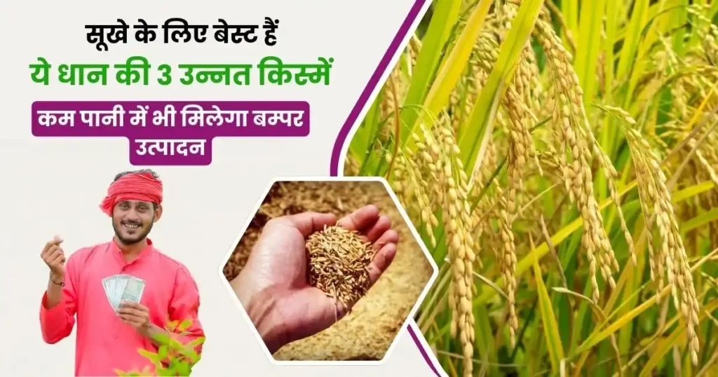 सूखे के लिए बेस्ट हैं ये धान की 3 उन्नत किस्में, कम पानी में भी मिलेगा बम्पर उत्पादन