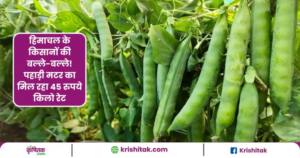 हिमाचल के किसानों की बल्ले-बल्ले! पहाड़ी मटर का मिल रहा 45 रुपये किलो रेट