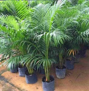 Dypsis Lutescens