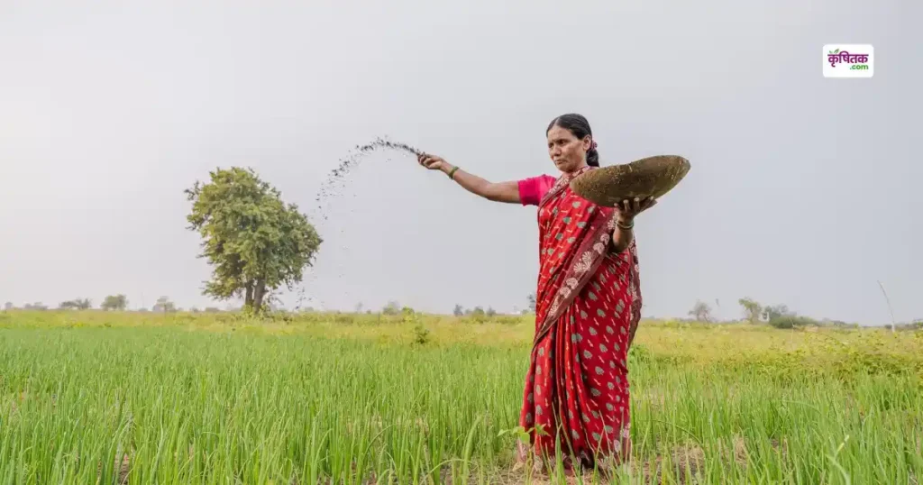 कृषि वैज्ञानिकों की सलाह: भिंडी में यूरिया कब डालें? साथ ही जानिए बैंगन-टमाटर की कीट सुरक्षा का फुल गाइड