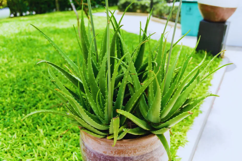Monsoon Gardening Tips: घर का बागीचा खिल उठेगा बारिश में, लगाएं ये खास पौधे जो देते हैं रंग, रूप और ताजगी