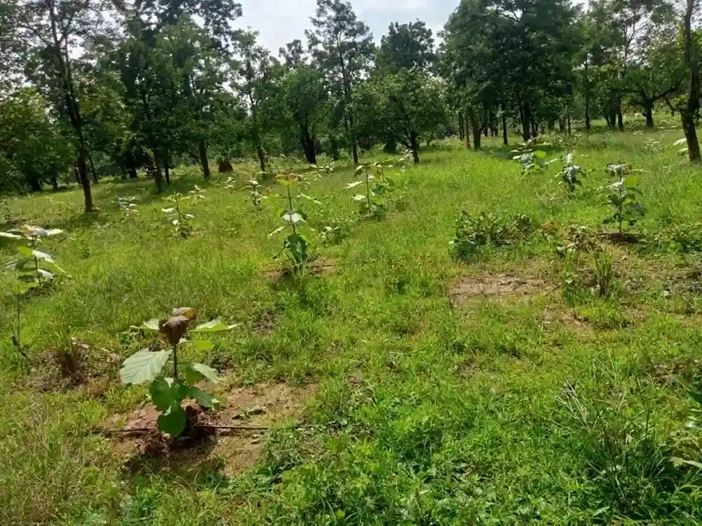 वन क्षेत्र में यूपी का जलवा कैम्पा निधि से 86% लक्ष्य पूरा कर देश में बना नंबर 1 राज्य