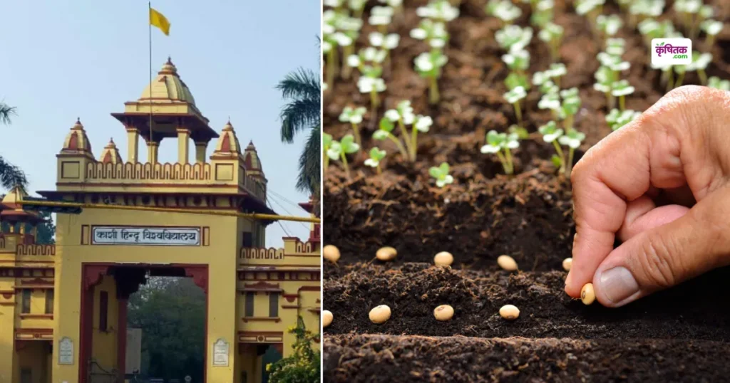 BHU released new crop varieties! Malaviya Manila Paddy-1, Paddy 105 Sub-1 and Malaviya Nidhi Mustard