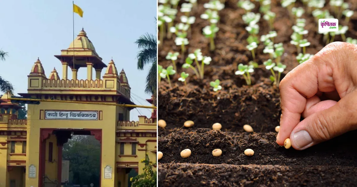 BHU released new crop varieties! Malaviya Manila Paddy-1, Paddy 105 Sub-1 and Malaviya Nidhi Mustard
