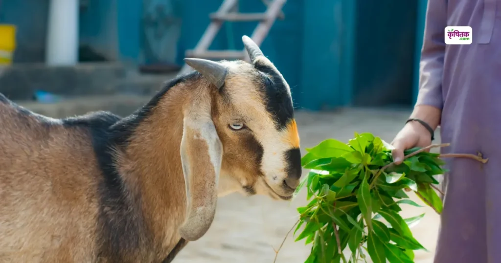 गर्मियों में गर्भवती बकरियों को न दें ज्यादा हरा व रसीला चारा, हो सकता है ये खतरनाक रोग